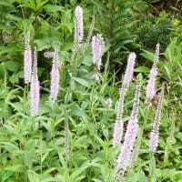 「相模原麻溝公園」では「セイヨウニンジンボク」が長い花穂を！！