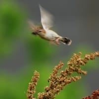 カイツブリ親子とセッカ