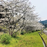 桜の季節ですね🌸