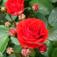 ルビーフラワーカーニバル〈Ruby Flower Carnival　バラ〉　