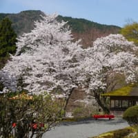 ミモロの京都桜巡り2023。最高のお花見日和に恵まれた鞍馬二ノ瀬の「白龍園」