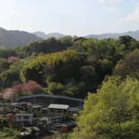 篠窪（しのくぼ）にて　篠窪大橋の上から見る「八重桜」の景色 (2024/04/19)