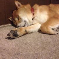 鉄の寝姿