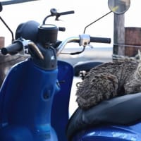 九州F島の猫たち　2025年4月　その3