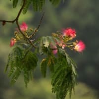 　合歓の木の花　　　　　　　　　　　　　　　　　　　　　　