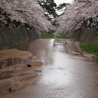 夙川公園の桜をめでる