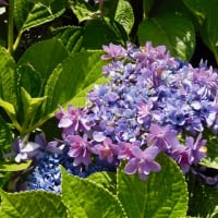 紫陽花その５