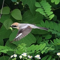 百舌鳥