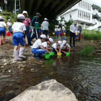 地元小学生が稚鮎放流体験