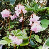 花の百名山 平標山