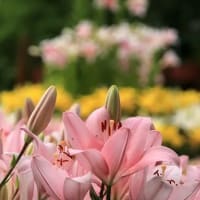 とっとり花回廊　百合まつり
