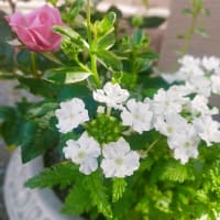 初夏の寄せ植え