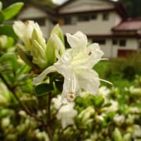 Rhododendron indicum