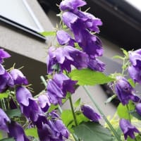 青花のホタルブクロ（サラストロ）は、今年は１０本咲きました。