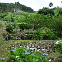 草見棚田あじさい園　歩くうちに汗が　2025/06/16（鹿児島）