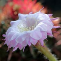 エキノプシス　‐　咲くやこの花館