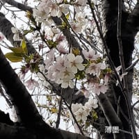 桜・桜・桜　江北の五色桜