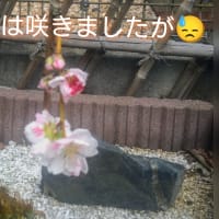 源平枝垂れ花桃　2025年の春