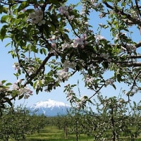 桜に続け「りんごの花まつり」