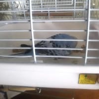 第2215話～インコの健康診断行って来たよ～の巻