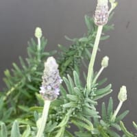 暑すぎますが、お花は元気！