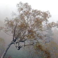 霧動き 色付く樹々が  見え隠れ　　「栂池自然園」