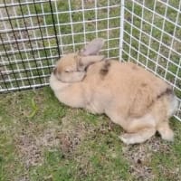 すすきの小路をぬけると　うさぎが