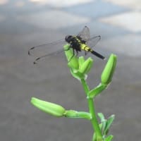 今日も「危険な暑さ予想」と報道される。