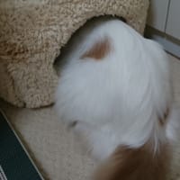なんだこれ