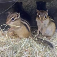 ●今春初‼️シマリス🐿️デビュー●