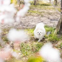 ポメラニアンの、ゆきが９歳に♪