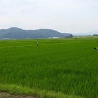 2025年06月27日　コウノトリ目撃情報