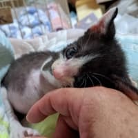 ニャオハです
