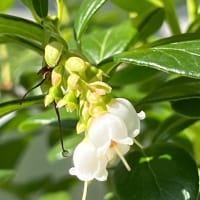 チビ子ちゃんはカラーに戻ってしまいました