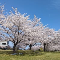 満開の桜〜