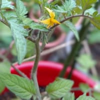 トマトの花