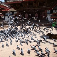 ネパール　カトマンズのダルバール広場
