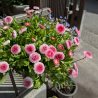 2025/05/07　の植物