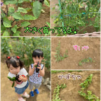 畑の様子です！収穫してます。