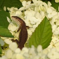 侍タイムスリッパ―