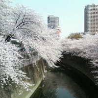 面影橋から見た桜＜ワタセ＞