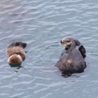 子育て・・ラッコ