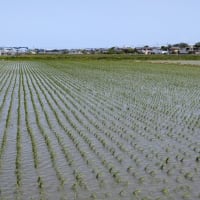 田植えが終わったようです♪