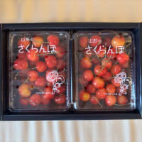 今年のさくらんぼ