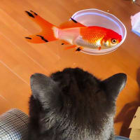 ニセアカシア　白と赤　天ぷら　黒猫に金魚