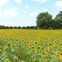 和泉リサイクル公園のひまわり　２０２５