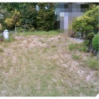 虚しい芝刈り