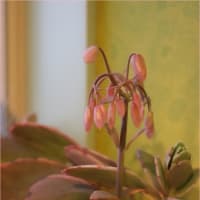 ピンクのベル型の花を咲かせるカランコエ＜Kalanchoe crenata f.variegata＞