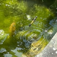 トンボ２種