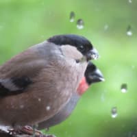 凡のひとりごと　　山小屋ライフ　野鳥